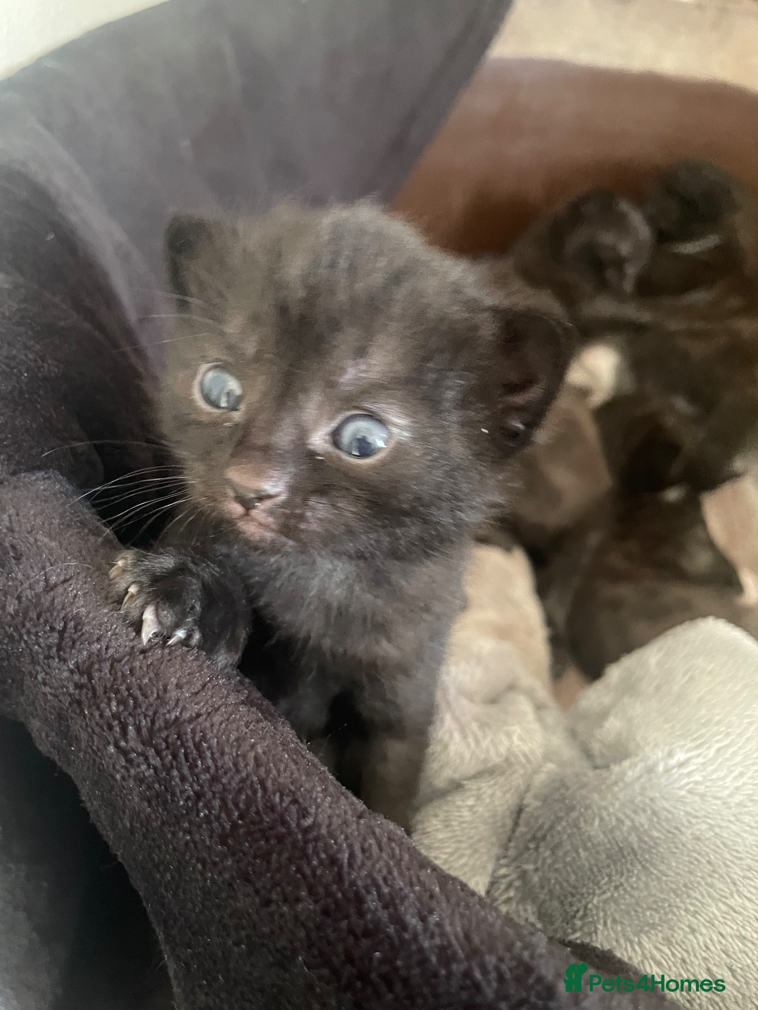Mixed Breed cats 3 newborn kittens for rehoming  - Advert 4