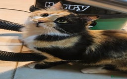 Mixed Breed cats for sale: Beautiful Princesa  - Image 2