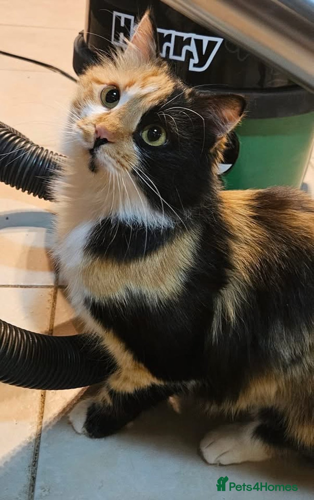 Mixed Breed cats for sale: Beautiful Princesa  - Image 2