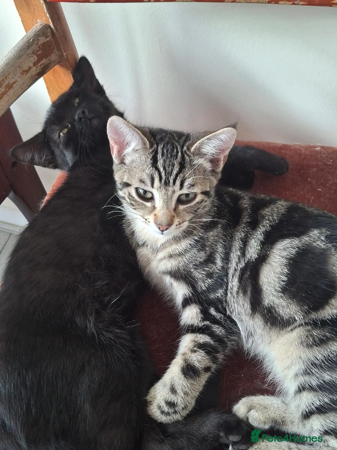 Domestic Shorthair cats for sale: Russian Blue × Bengal Mixed Kittens – 4 available - Advert 2