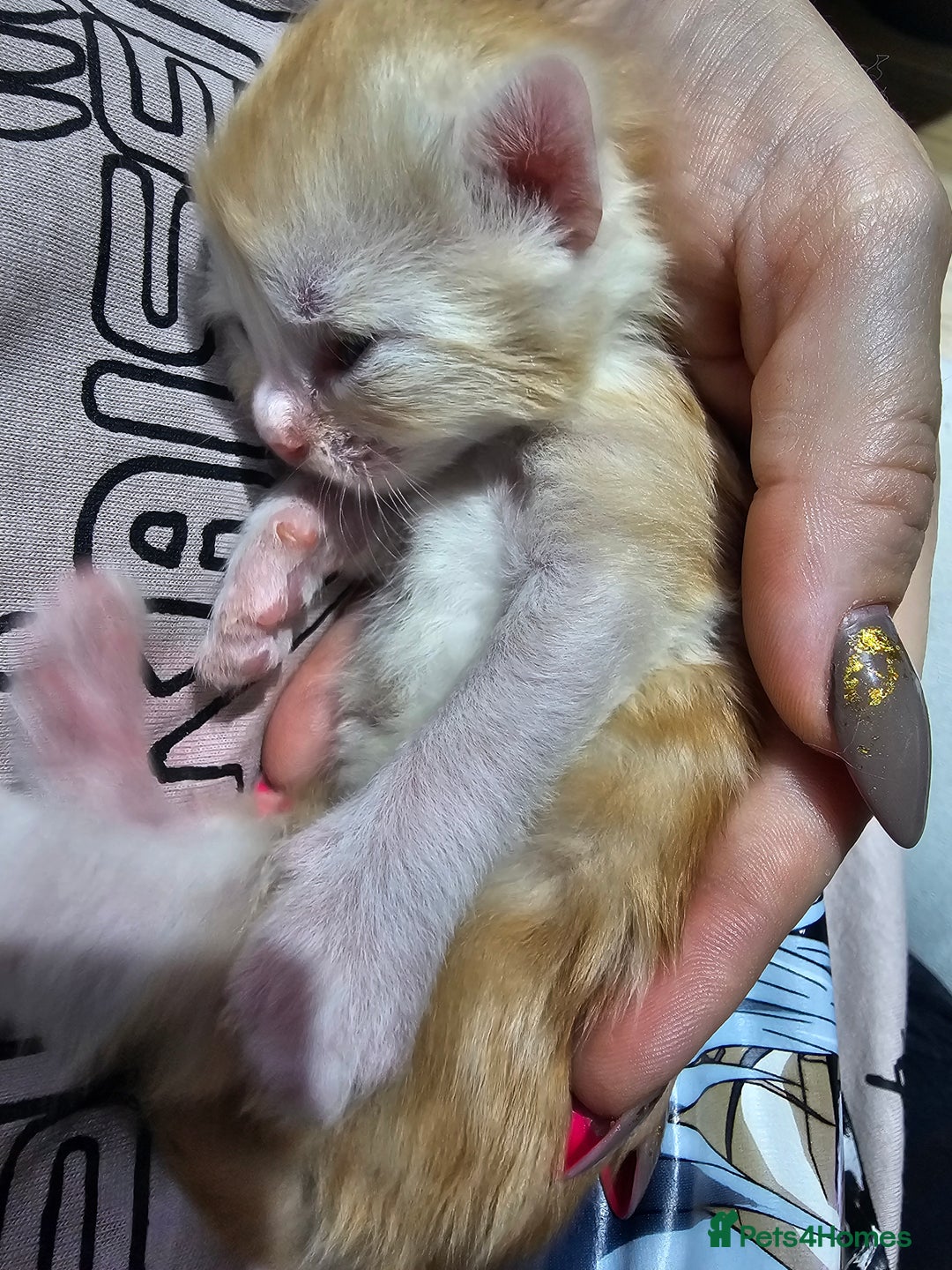 Ragdoll cats for sale: Soo cudly and playfull, two litters! - Advert 30