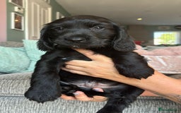 Sprocker dogs for sale: Sprocker spaniel puppies ready now - Image 13