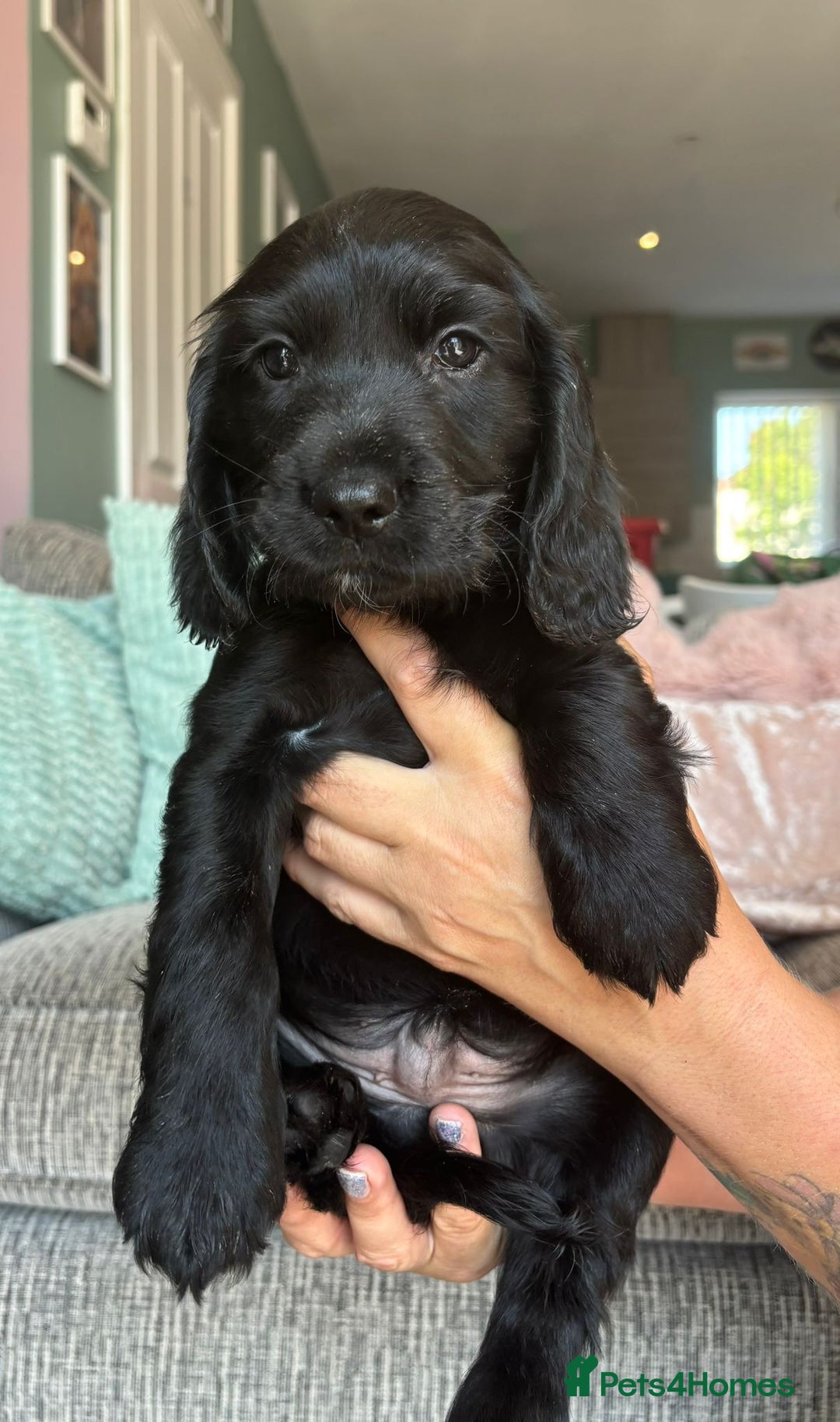 Sprocker dogs for sale: Sprocker spaniel puppies ready now - Image 13