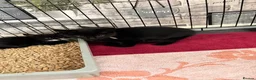 Mixed Breed cats for sale: Beautiful kittens  - Advert 7