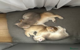 British Shorthair cats for sale: British Shorthair Golden kitten GCCF - Image 39