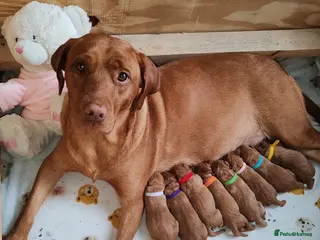 Labrador Retriever dogs Labrador Puppies (FOX RED) Last PUP Girl - Advert 1