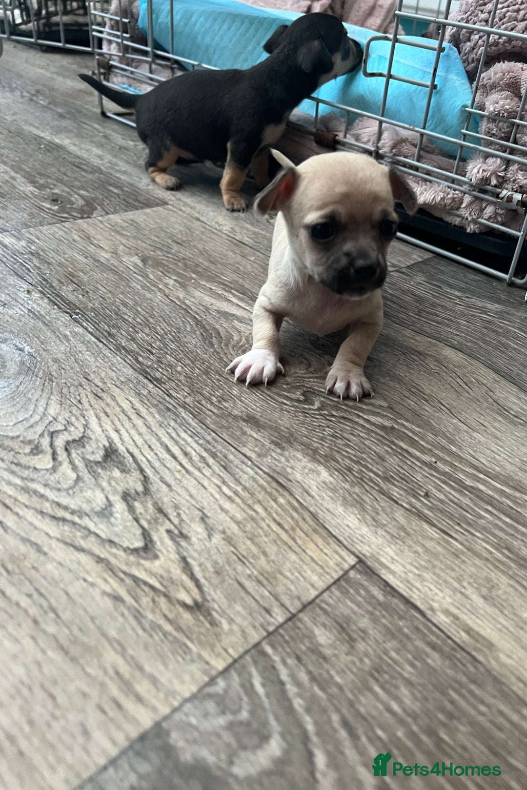 Chihuahua dogs for sale: Beautiful short hair chihuahua  - Advert 5