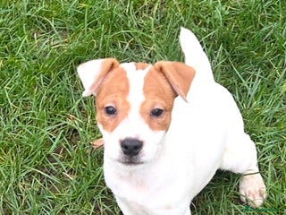 Jack Russell dogs Jack Russell Parson Type Dog Puppies For Sale - Advert 3