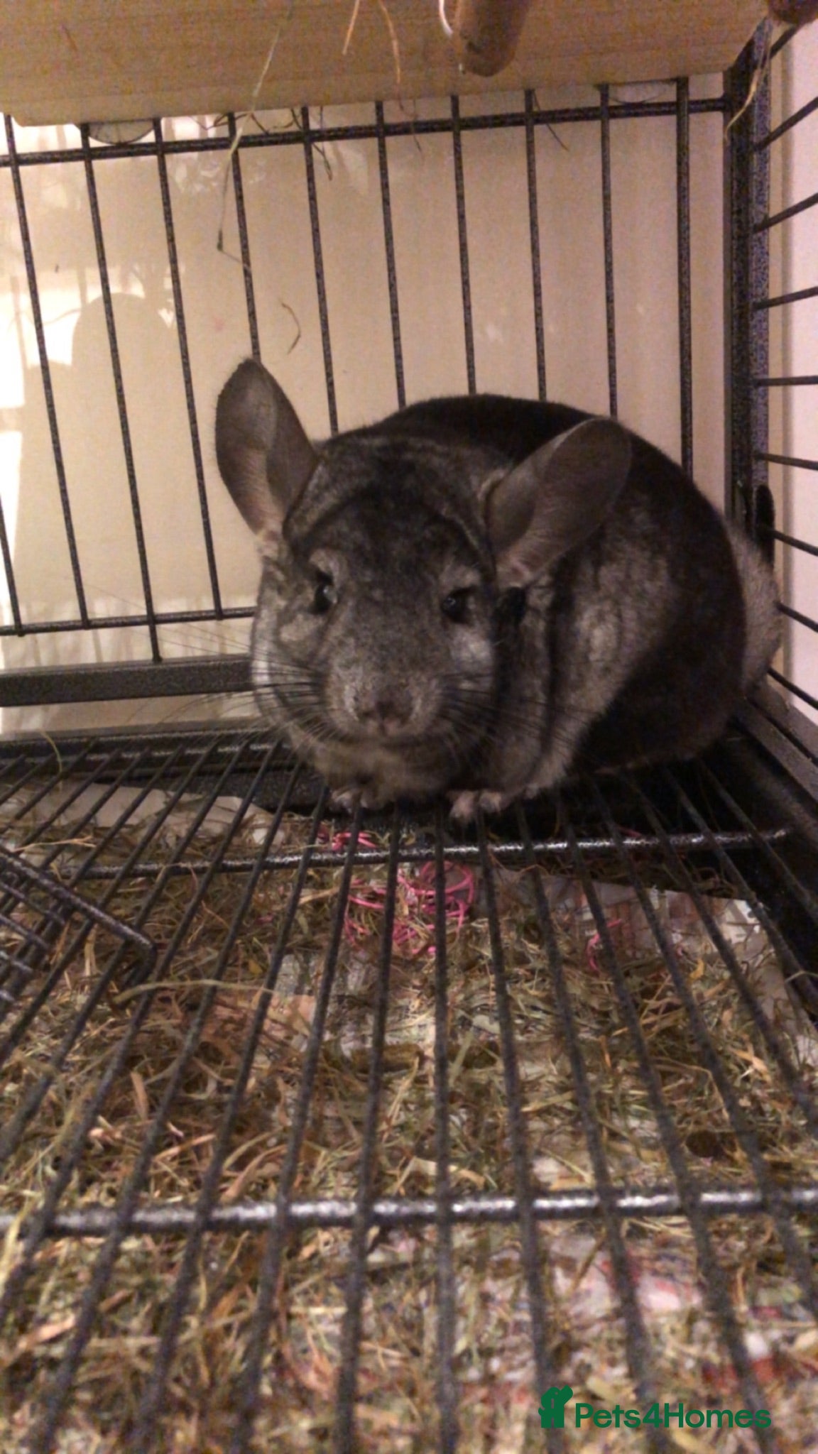 Chinchilla rodents Male Chinchilla + Cage setup for sale  - Advert 1