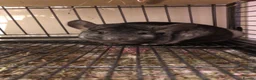 Chinchilla rodents for sale: Male Chinchilla + Cage setup for sale  - Advert 1