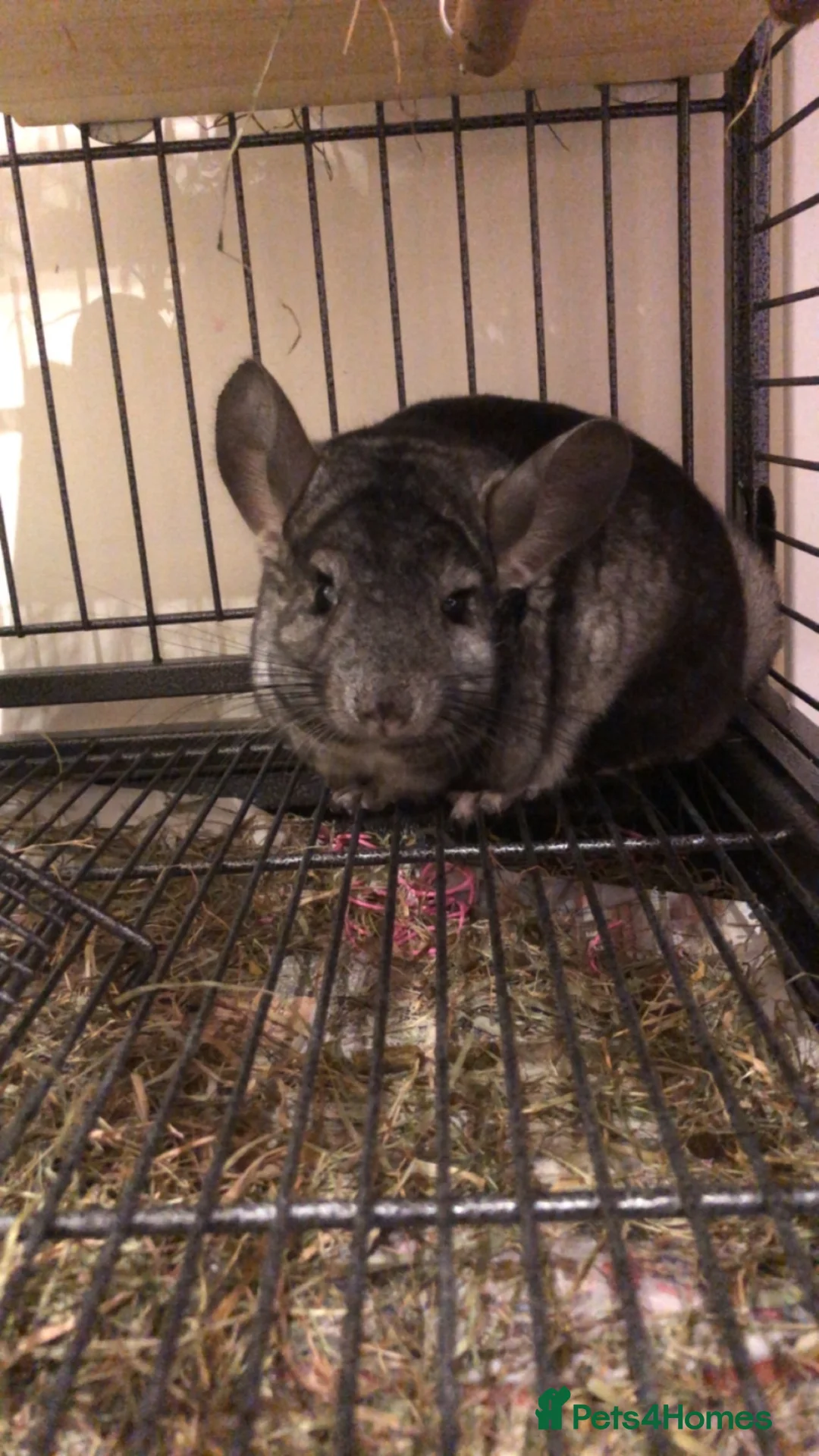 Chinchilla rodents for sale: Male Chinchilla + Cage setup for sale  - Advert 1