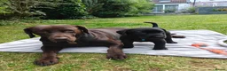 Labrador Retriever dogs for sale: Beautiful Black Labrador Boys Ready Soon - Advert 14