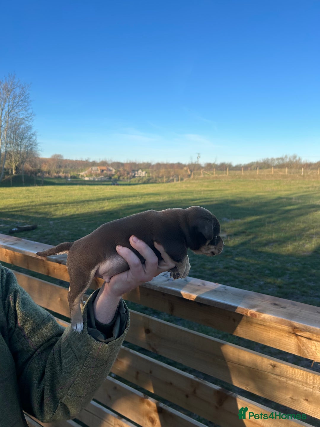 Jack Russell dogs for sale: Stunning Jack Russell puppies fr sale-all colours  - Advert 9