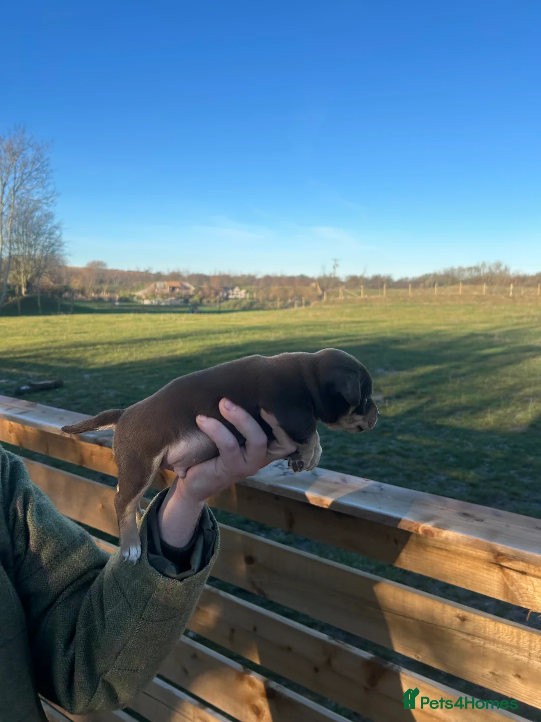 Jack Russell dogs for sale: Stunning Jack Russell puppies fr sale-all colours  - Advert 14