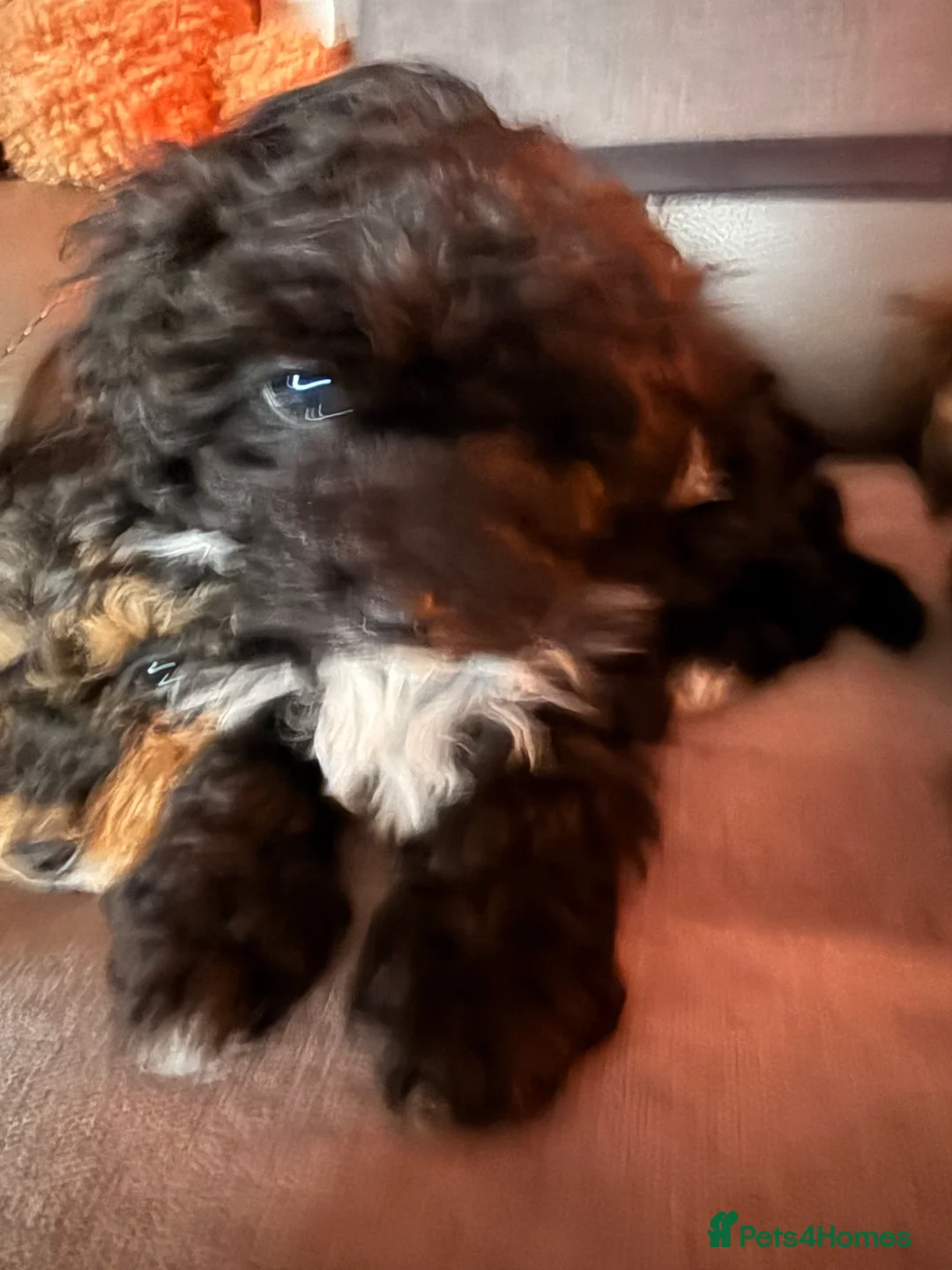 Shihpoo dogs for sale: Shihpoo - Advert 20