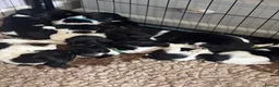 English Springer Spaniel dogs for sale: Kc health tested Springer spaniel pups  - Advert 3