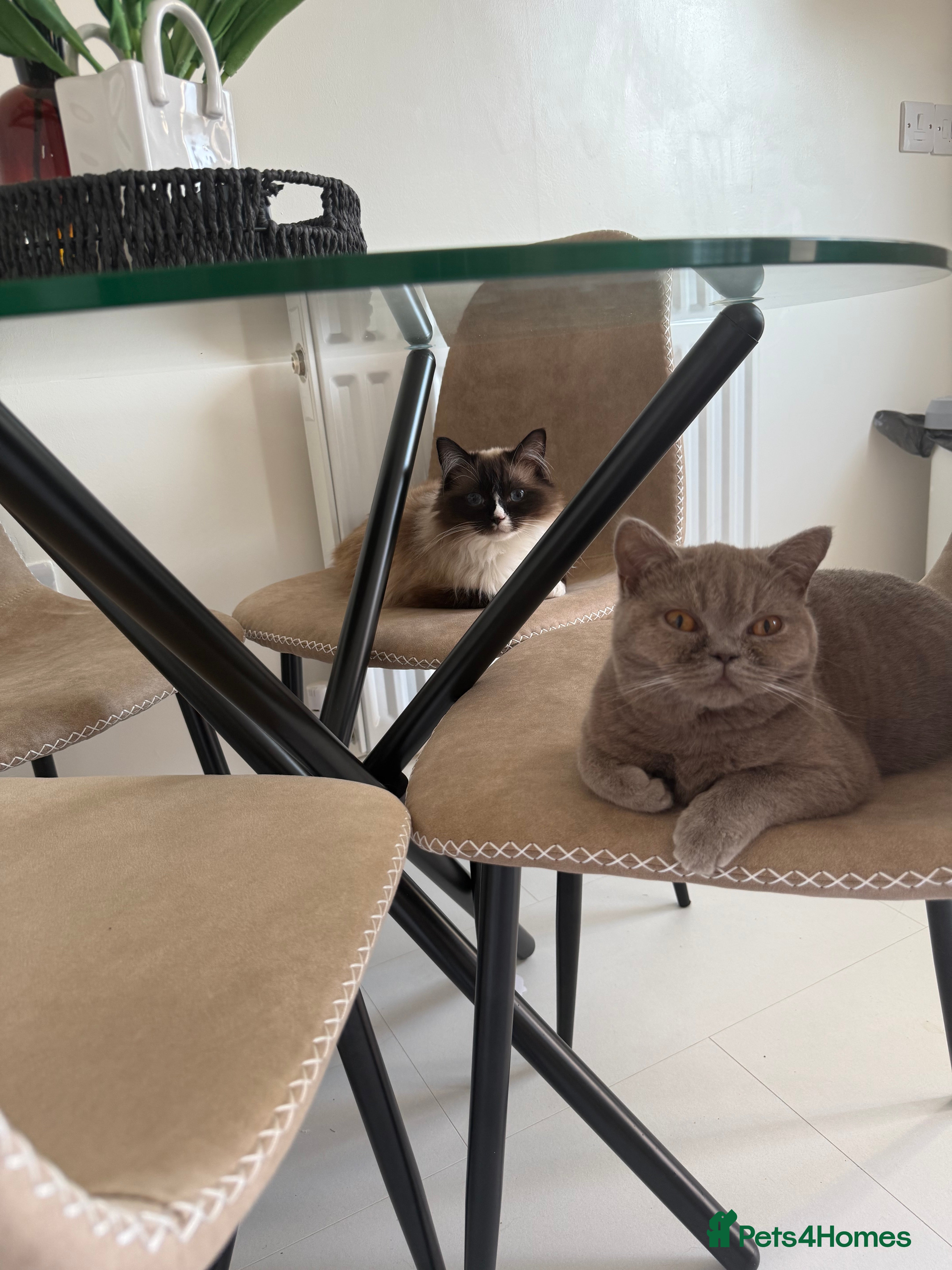 British Shorthair cats 3 year old ragdoll & 1 year old BSH predigrees - Advert 1