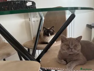 British Shorthair cats 3 year old ragdoll & 1 year old BSH predigrees - Advert 1