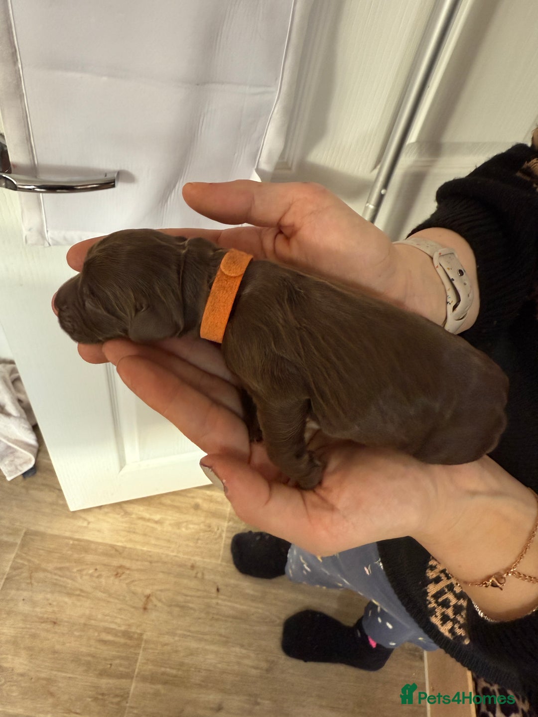 Cocker Spaniel dogs for sale: 6 beautiful Cocker Spaniel puppies.  - Advert 6