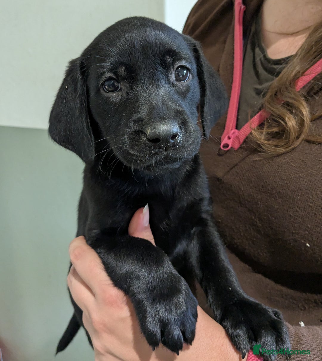 Labrador Retriever dogs for sale: FULLY HEALTH TESTED PARENTS,Smart,Tidy Lab Puppies - Image 7