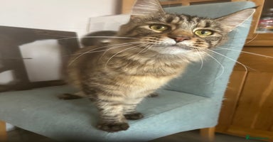 Maine Coon cats Tica registered active mainecoon girl - Advert 13