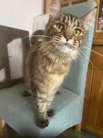 Maine Coon cats Tica registered active mainecoon girl - Advert 13