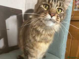 Maine Coon cats - Advert 12