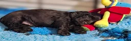Cocker Spaniel dogs for sale: Show type KC Reg Cocker Spaniel Puppies Available - Advert 12