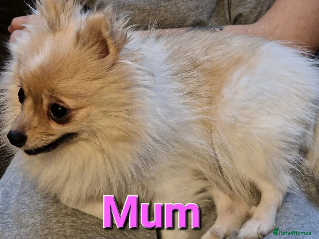 Pomeranian dogs for sale: Stunning Home-Reared Pomeranian Puppies in Harrow - Advert 10
