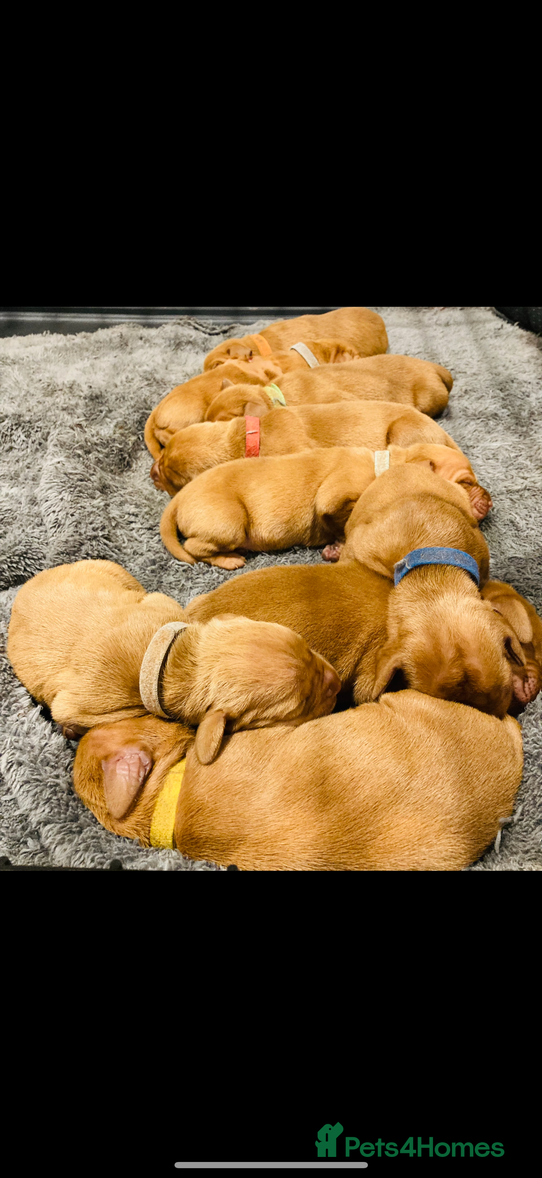Hungarian Vizsla dogs for sale: KC Reg. Hungarian Vizsla puppies - Advert 1