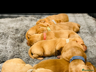 Hungarian Vizsla dogs KC Reg. Hungarian Vizsla puppies - Advert 6