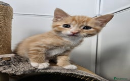 Mixed Breed cats for sale: Lovely kittens for sale  - Image 19