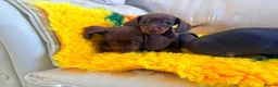 Dachshund dogs for sale: Mini dachshund puppies in Market Harborough - Advert 3