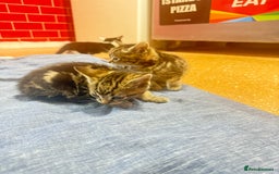 Mixed Breed cats for sale: 3 tabby cats ready in 2 weeks  - Image 6