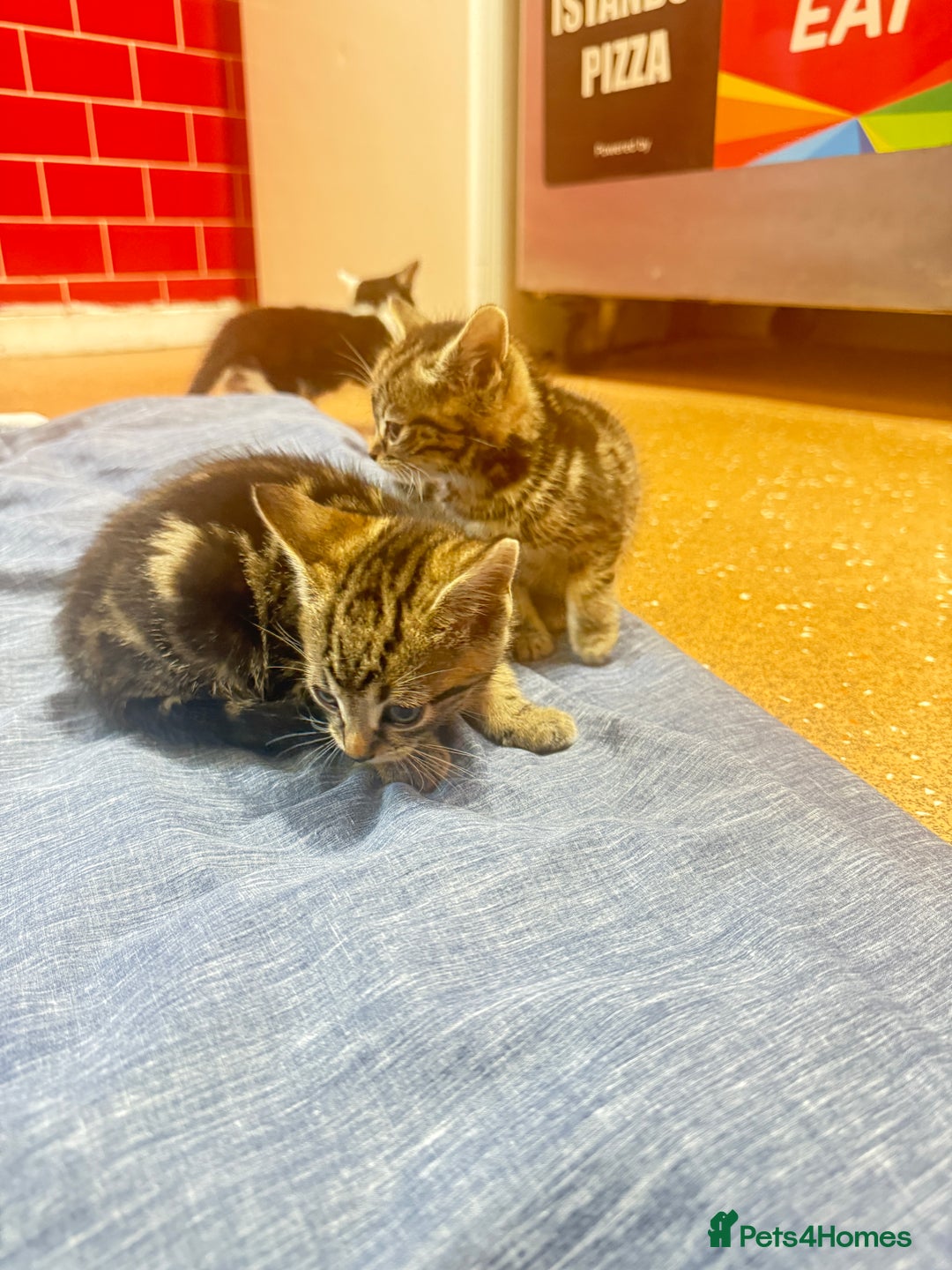 Mixed Breed cats for sale: 3 tabby cats ready in 2 weeks  - Image 6