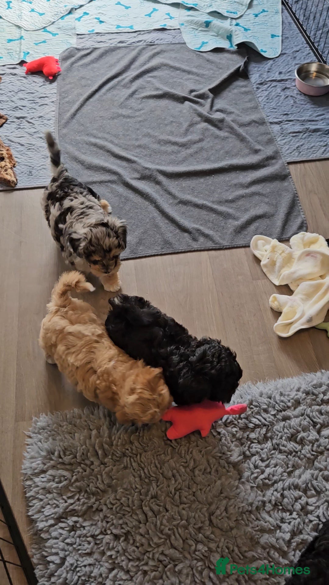 Maltipoo dogs for sale: Beautiful F1 Merle Maltipoo boy - Image 9