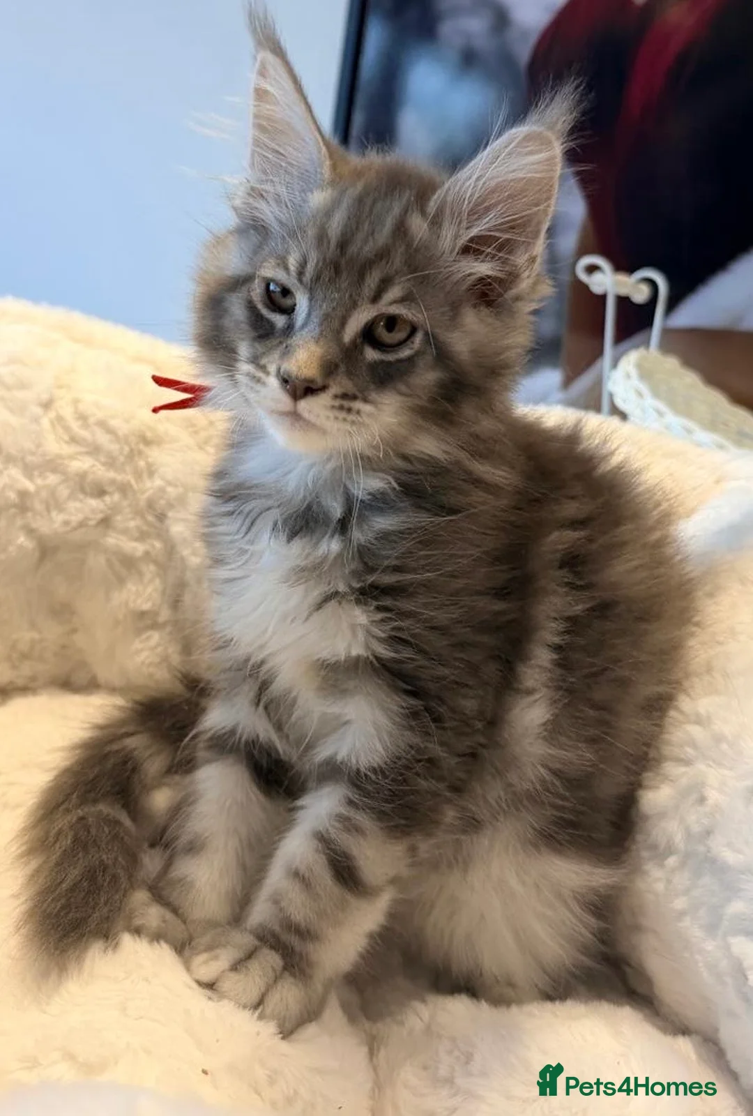 Maine Coon cats for sale: Stunning MaineCoon kittens  in Manchester - Advert 2