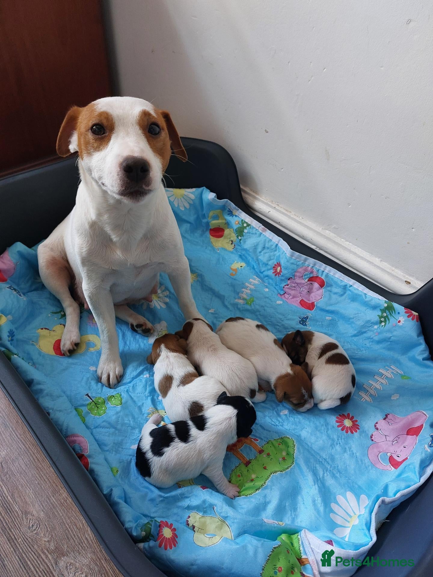 Jack Russell dogs Marzena Pawel .S./Jack Russell  - Advert 2