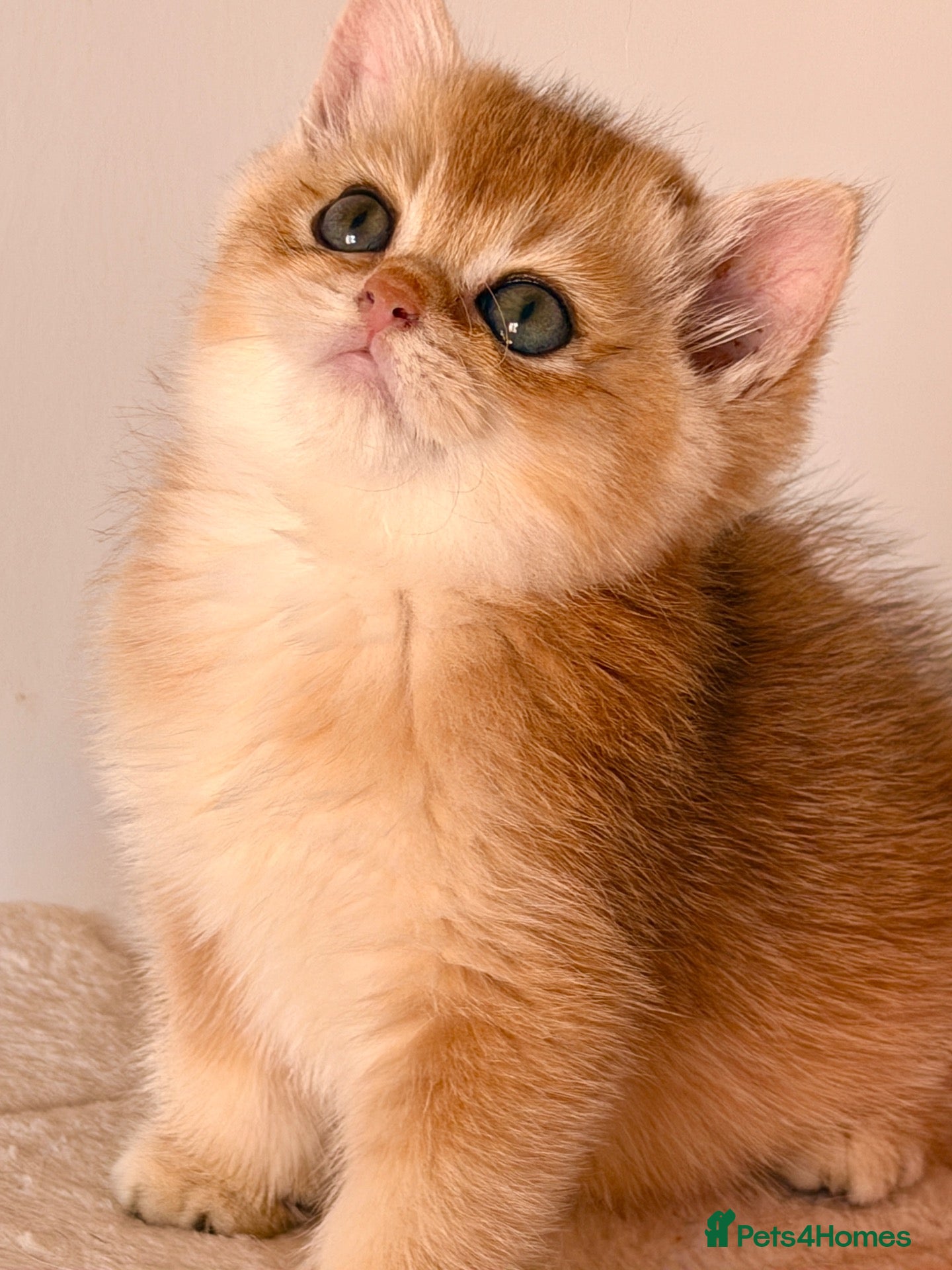 British Shorthair cats BSH Golden kittens,exc quality, registered  - Advert 2