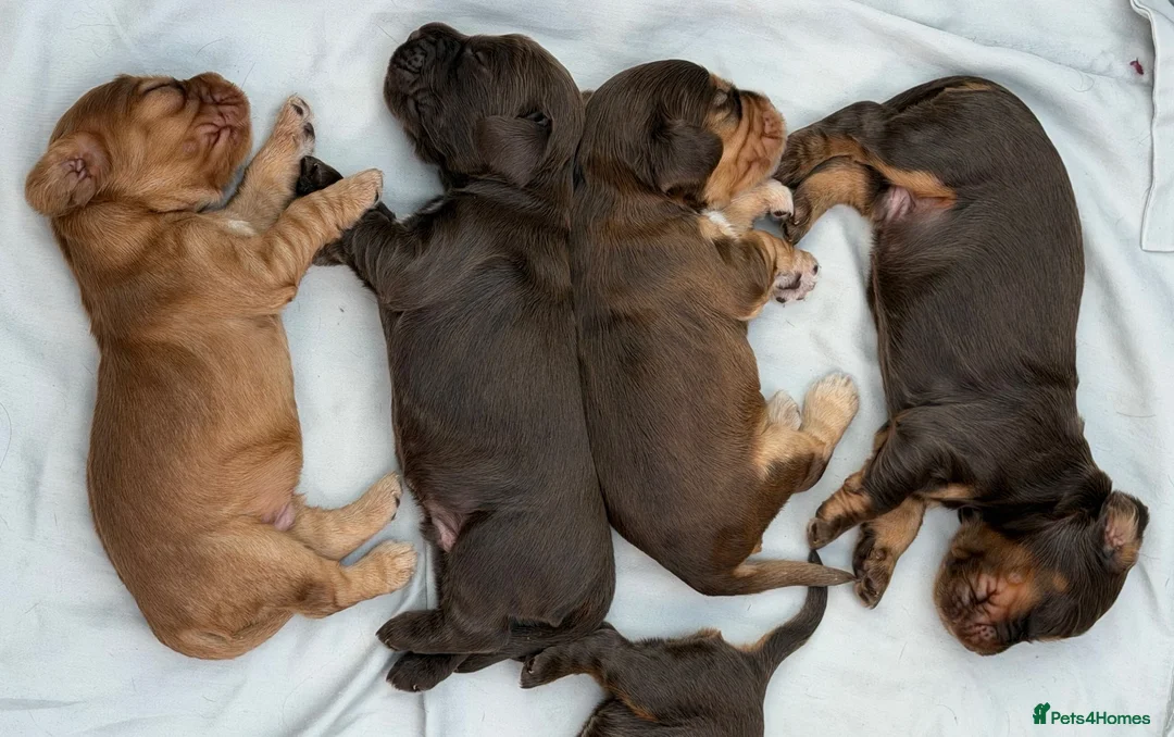 Cocker Spaniel dogs for sale: *SHOW TYPE COCKER SPANIEL PUPPIES* in Walsall - Advert 1