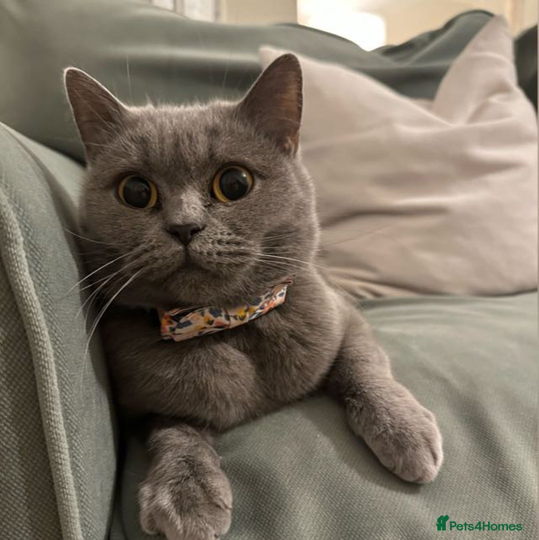 Scottish Fold cats for sale: SCOTTISH FOLD/STRAIGHT KITTENS  - Advert 2