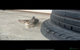 Mixed Breed cats for sale: Beautiful 9 WK Kitten Looking for a Loving Home  - Image 4
