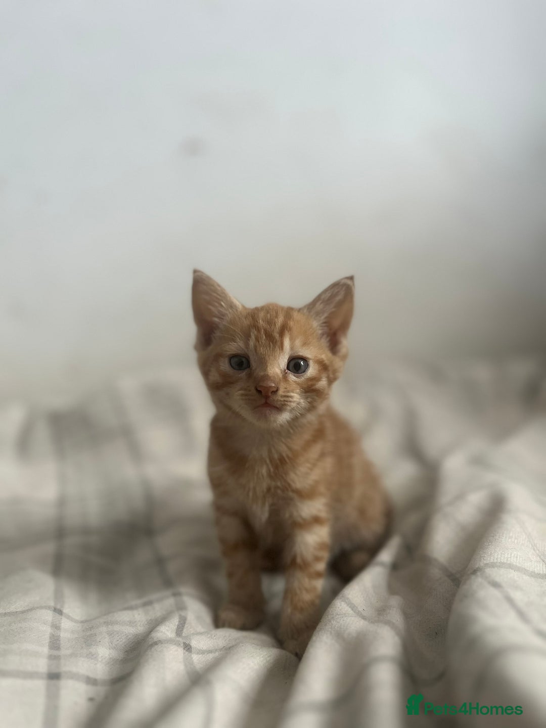 British Shorthair cats for sale: Adorable Kittens - Image 9