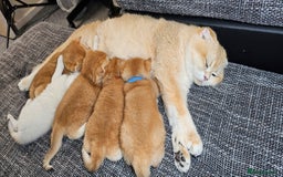 British Shorthair cats for sale: TICA REGISTERED Golden Chinchilla Girl - Image 20