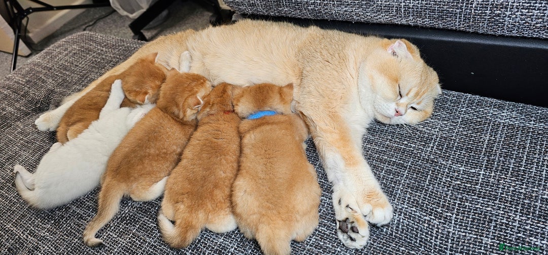 British Shorthair cats for sale: TICA REGISTERED Golden Chinchilla Girl - Image 20