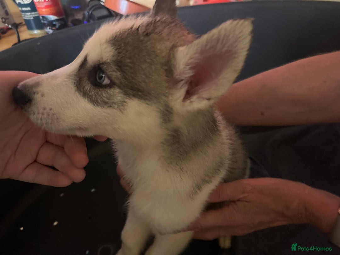 Siberian Husky dogs for sale: Five husky puppies for sale - Image 7