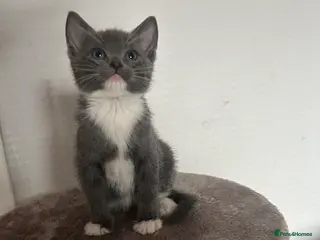 Mixed Breed cats MAINECOON X KITTENS - Advert 16