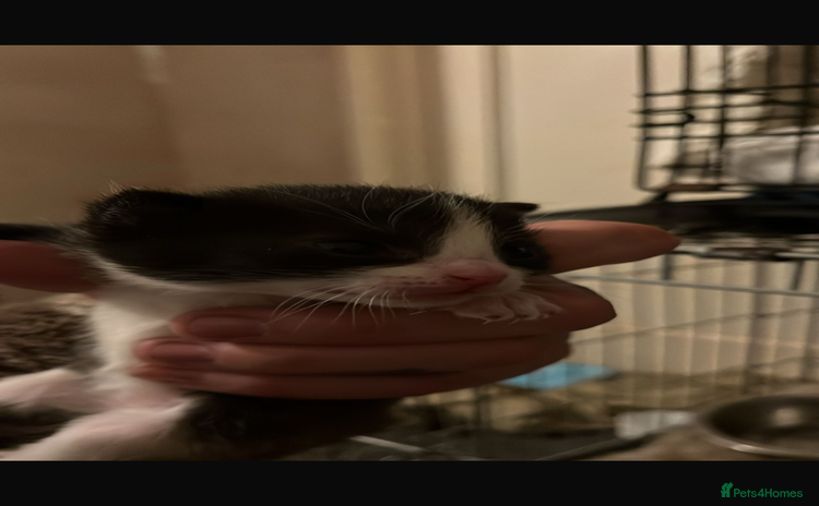 Domestic Shorthair cats - Advert 2