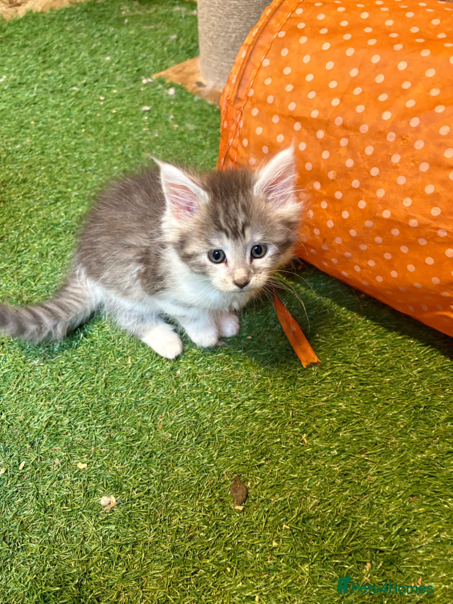 Maine Coon cats for sale: Main coon kittens  - Advert 2