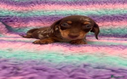 Miniature Dachshund dogs for sale: Miniature Dachshund Boys and Girls From £700 - Image 12